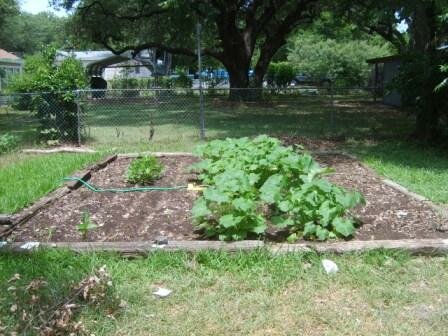 Squash And Green Beans Doing Well Squash And Green Beans Doing Well